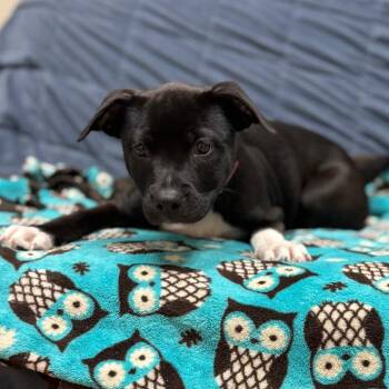 Border Collie and American Bulldog Dogs Available for Adoption - Zelda | PetCurious