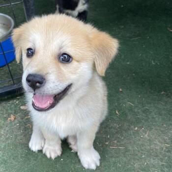 Nimbus -  Australian Shepherd and Terrier Dog for Adoption in Escondido, California - Nimbus | PetCurious