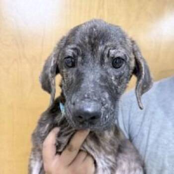 Ruby-4536 -  Terrier and Mixed Breed Dog for Adoption in Tyler, Texas - Ruby-4536 | PetCurious