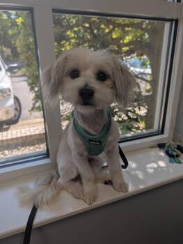 Ramsay -  Maltese and Yorkshire Terrier Dog for Adoption in Richmond, Virginia - Ramsay | PetCurious