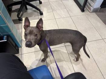 Pit Bull Terrier Dogs Available for Adoption - JETHRO | PetCurious