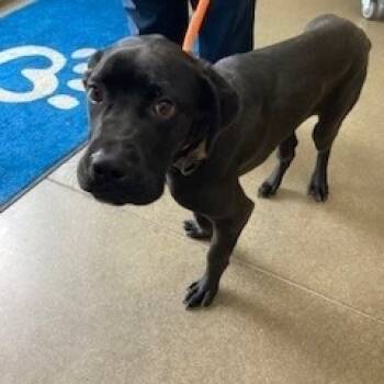 Rescue Mixed Breed and Mastiff Dogs for Adoption in York, Pennsylvania - Tres | PetCurious