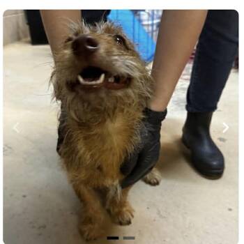 Yorkshire Terrier Dogs Available for Adoption in Hartland, Wisconsin - Twig-Foster Home Needed | PetCurious