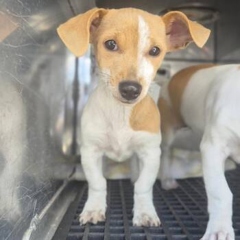 Cady -  Jack Russell Terrier Dog for Adoption in Wahiawa, Hawaii - Cady | PetCurious