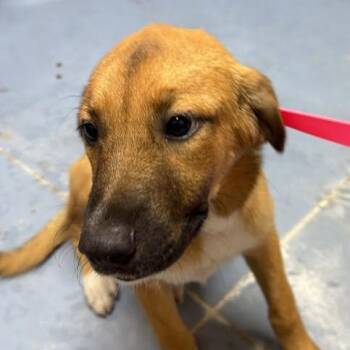 Lilo -  Mixed Breed Dog for Adoption in Gadsden, Alabama - Lilo | PetCurious