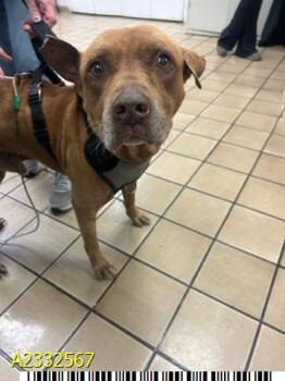 Mixed Breed Dogs Available for Adoption in West Palm Beach, Florida - EVANDER | PetCurious