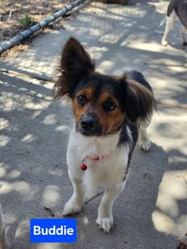 Buddie -  Terrier Dog for Adoption in Fort Lupton, Colorado - Buddie | PetCurious