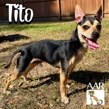 Tito -  Chihuahua Dog for Adoption in Magnolia, Texas - Tito | PetCurious