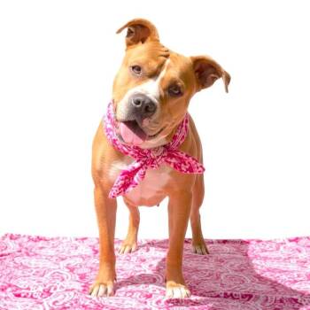 Pit Bull Terrier and Boxer Dogs Available for Adoption in Los Angeles, California - Khloe | PetCurious