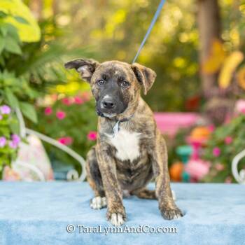Kolsch -  Shepherd Dog for Adoption in Wake Forest, North Carolina - Kolsch | PetCurious