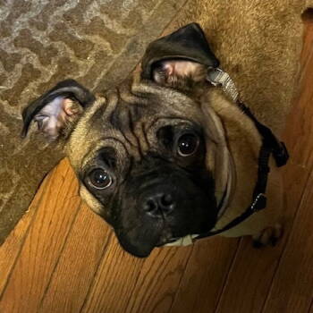 Rescue Pug Dogs for Adoption in Brooklyn Center, Minnesota - Ringo | PetCurious