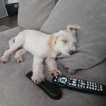 Cheerio -  Wirehaired Terrier and Mixed Breed Dog for Adoption in Potomac, Maryland - Cheerio | PetCurious