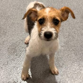 Gracie -  Terrier and Mixed Breed Dog for Adoption in Evansville, Indiana - Gracie | PetCurious
