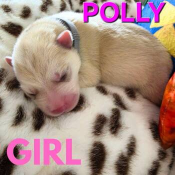 Pre-adoption - Polly for adoption -  Husky and Shepherd Dog for Adoption in Los Angeles, California - Pre-adoption - Polly For Adoption | PetCurious
