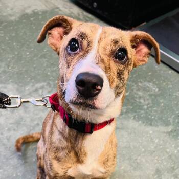 Mixed Breed Dogs Available for Adoption - Tootie | PetCurious