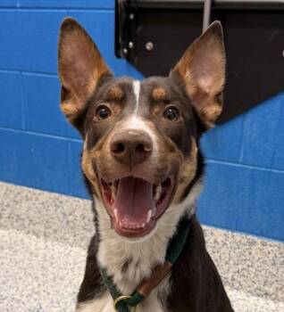 Border Collie Dogs Available for Adoption - Rocky | PetCurious