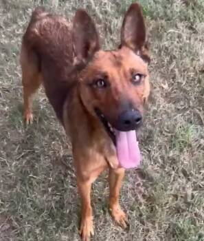 FOX -  Belgian Shepherd Malinois Dog for Adoption in Riverside, California - FOX | PetCurious