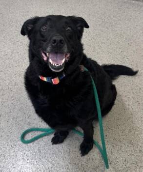 Labrador Retriever and Mixed Breed Dogs Available for Adoption in Fishers, Indiana - Moto Moto | PetCurious