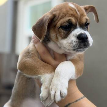 Sterling -  English Bulldog and Mixed Breed Dog for Adoption in Turlock, California - Sterling | PetCurious