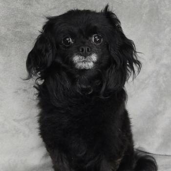 FOSTER NEEDED - Juniper -  Pomeranian and Shih Tzu Dog for Adoption - FOSTER NEEDED - Juniper | PetCurious