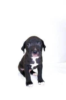Cheerio -  Shepherd Dog Available for Adoption in Bixby, Oklahoma - Cheerio | PetCurious