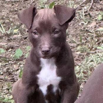 Holly -  Mixed Breed and Pit Bull Terrier Dog for Adoption in Durant, Oklahoma - Holly | PetCurious