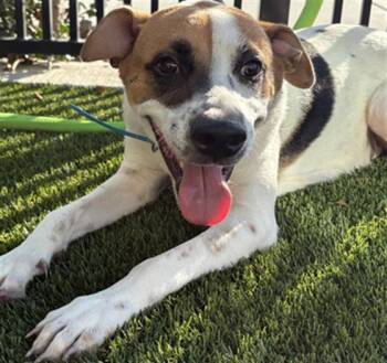 Rescue Parson Russell Terrier and Mixed Breed Dogs for Adoption in Baytown, Texas - IVORY | PetCurious