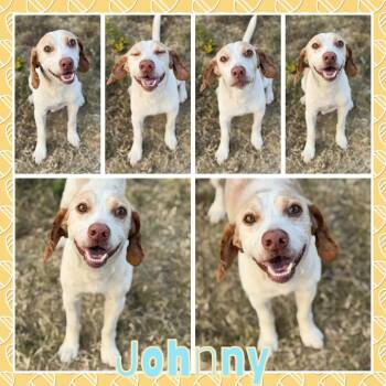 Johnny -  Beagle Dog for Adoption in Fort Smith, Arkansas - Johnny | PetCurious