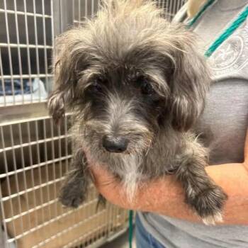 Cosette 26-09-131 -  Chihuahua and Mixed Breed Dog for Adoption in Bastrop, Texas - Cosette 26-09-131 | PetCurious