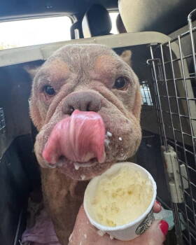 Rescue American Bulldog Dogs for Adoption in Columbia, Tennessee - Sancho~ | PetCurious