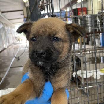 Terrier and Chihuahua Dogs Available for Adoption in Edinburg, Texas - Calla | PetCurious