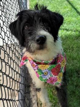 Poodle and Mixed Breed Dogs Available for Adoption in Tulsa, Oklahoma - BRIGHT | PetCurious