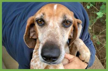 Coonhound Dogs Available for Adoption in Amherst, Massachusetts - Pumpkin Spice | PetCurious