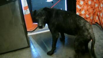 Rescue Labrador Retriever and Mixed Breed Dogs for Adoption in Tulsa, Oklahoma - BRAN | PetCurious