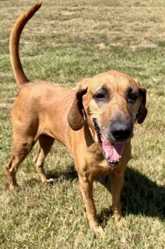 Sandy -  Bloodhound Dog for Adoption in Maryville, Tennessee - Sandy | PetCurious