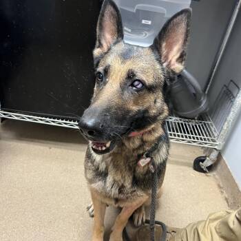 Reese -  Mixed Breed Dog for Adoption in Chattanooga, Tennessee - Reese | PetCurious