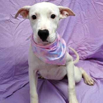 Waffle -  Labrador Retriever and Pit Bull Terrier Dog for Adoption in Beaumont, Texas - Waffle | PetCurious