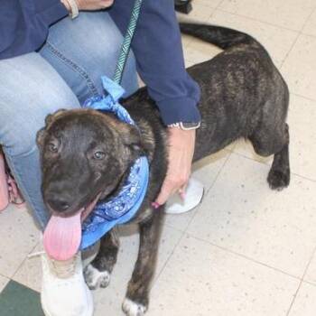 Plott Hound Dogs Available for Adoption in Birmingham, Alabama - Rex | PetCurious