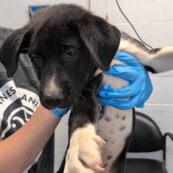 Quack -  Pointer and Mixed Breed Dog for Adoption in Hattiesburg, Mississippi - Quack | PetCurious