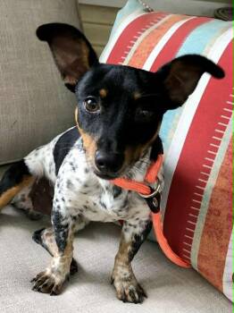 Rat Terrier Dogs Available for Adoption in Houston, Texas - Elvis | PetCurious