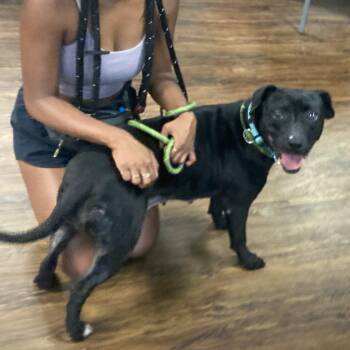 Rescue Terrier Dogs for Adoption in St. Louis, Missouri - Apshara | PetCurious