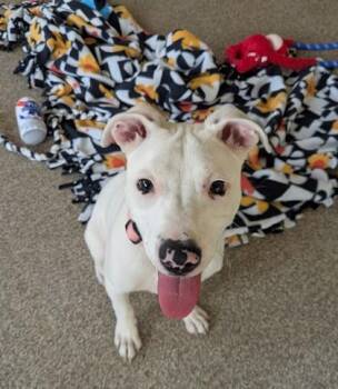 Pit Bull Terrier and Mixed Breed Dogs Available for Adoption in Westland, Michigan - Clover | PetCurious