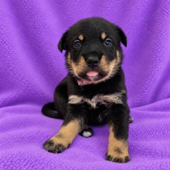 Becca -  German Shepherd Dog and Mixed Breed Dog for Adoption in St. Peters, Missouri - Becca | PetCurious