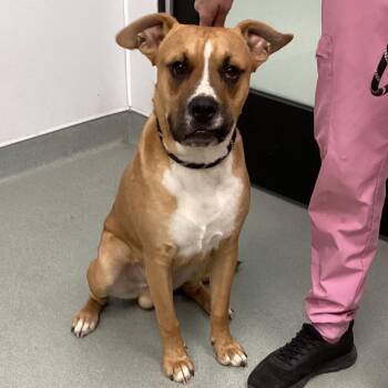 Boxer Dogs Available for Adoption - Maxx | PetCurious