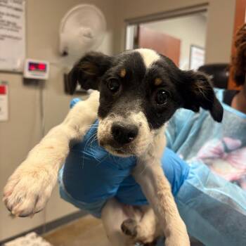 Terrier and Chihuahua Dogs Available for Adoption in Yuma, Arizona - Maximus | PetCurious