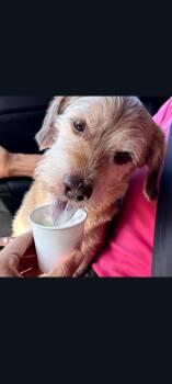 Toby -  Terrier Dog for Adoption in Lewis Center, Ohio - Toby | PetCurious