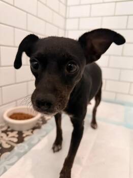 Grace (Fruit) -  Chihuahua and Terrier Dog Available for Adoption in New Braunfels, Texas - Grace (Fruit) | PetCurious