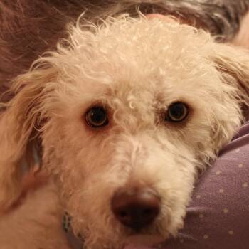Sophie -  Maltipoo Dog for Adoption in Yukon, Oklahoma - Sophie | PetCurious