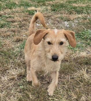 Rescue Dachshund and Yorkshire Terrier Dogs for Adoption in Terre Haute, Indiana - Duke | PetCurious
