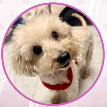 Swirl -  Mixed Breed Dog for Adoption in Toms River, New Jersey - Swirl | PetCurious
